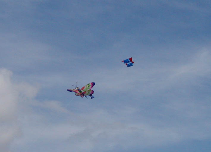 papillon de caro et philippe
